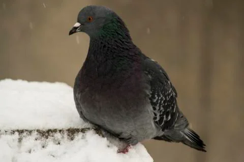 Russian winter  Bird Stock Photos