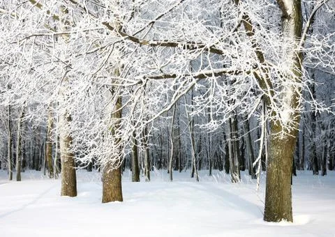 Russian winter - branch with snow pattern Stock Photos