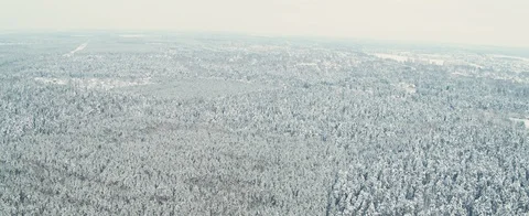 Russian Winter forest Stock Footage 85701121