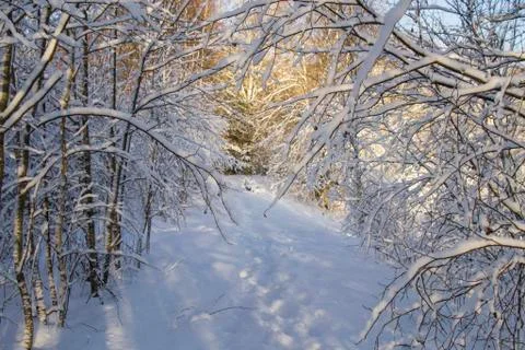 Russian winter  Forest Stock Photos