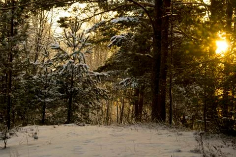 Russian winter forest Stock Photos