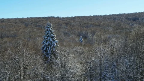 Russian winter in the forest: trees are covered with hoarfrost, aerial view Stock Footage 116786586