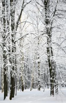 Russian winter in january Foto stock