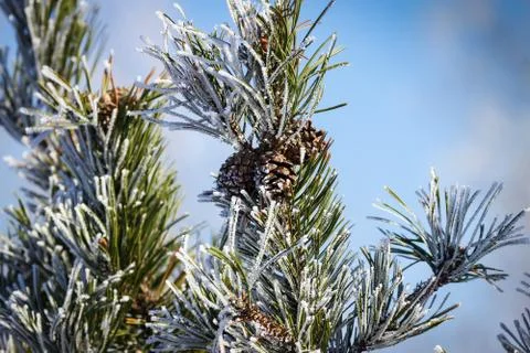 Russian winter Stock Photos
