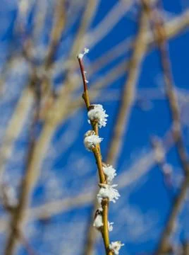 Russian winter Photos