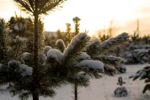 Russian winter Foto stock