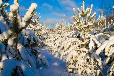 Russian winter Stock Photos