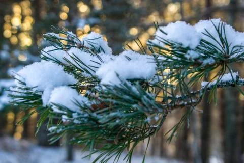 Russian winter Stock Photos