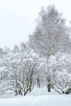 Russian winter trees Stock Photos