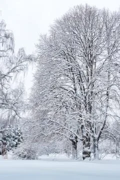 Russian winter trees Stock Photos