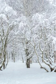 Russian winter trees Stock Photos