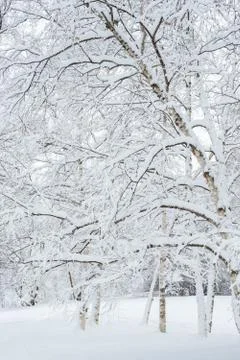Russian winter trees Stock Photos