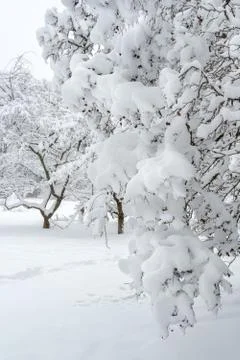 Russian winter trees Stock Photos
