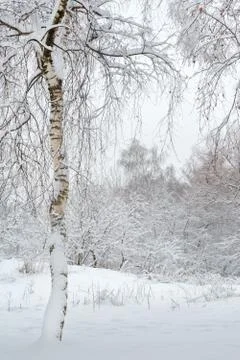 Russian winter trees Stock Photos
