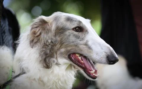 Russian Wolfhound (Borzoi) Stock Photos