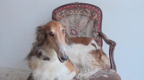 Russian Wolfhound Lying On A Couch Stock Footage 66535433