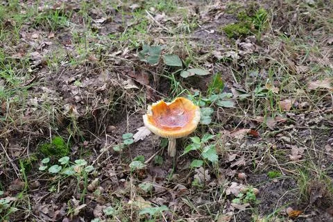 Russula formula, Sharp glossy blubber, the fungus is easily eaten by animals. Stock Photos