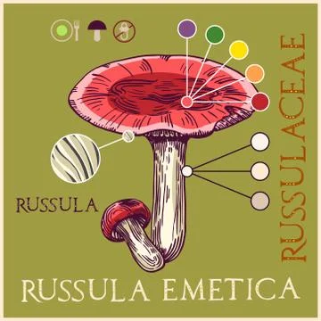 Russula Stock Illustration