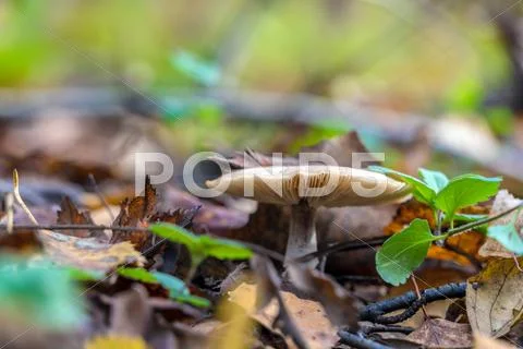 Russula mushroom among fallen leaves in forest Stock Photos