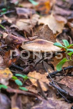 Russula mushroom among fallen leaves in forest Stock Photos