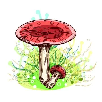 Russula mushroom Stock Illustration