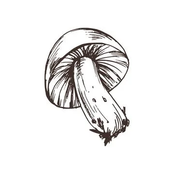 Russula mushroom with stems and bits of earth on them. Line art graphic hand Stock Illustration