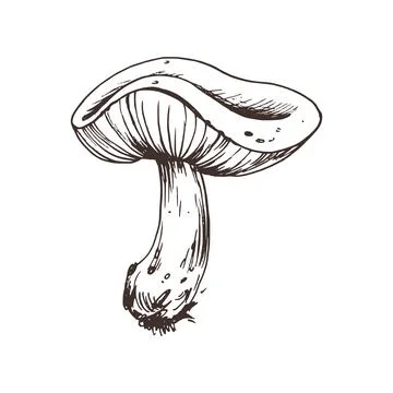 Russula mushroom with stems and bits of earth on them. Line art graphic hand Stock-Illustration