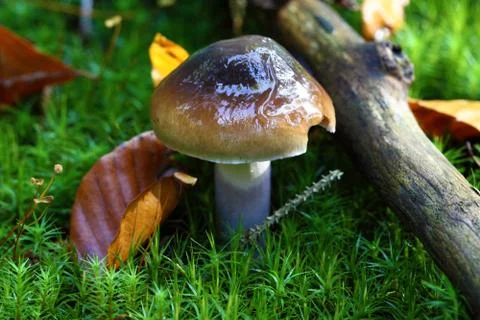 Russula Фото