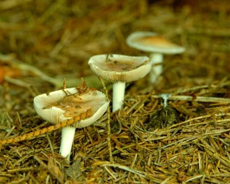 Russula Foto stock