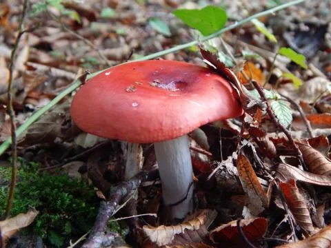 Russula Stock Photos