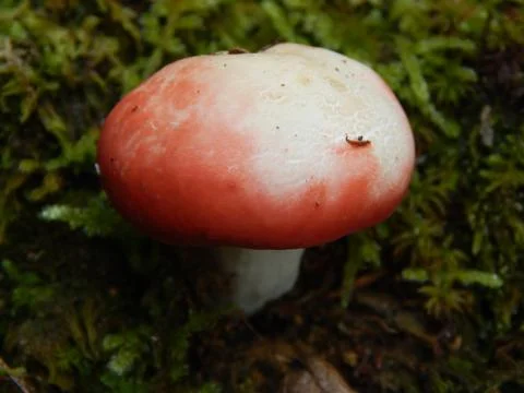 Russula Fotos de archivo