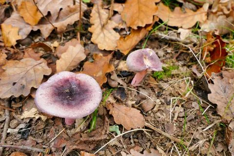Russula queletii. Stock Photos