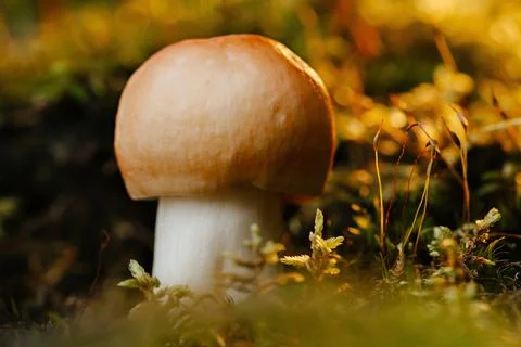 Russule in the forest Stock Photos