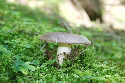 Russule Stock Photos