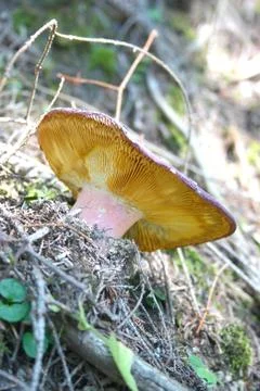 Russule Stock Photos