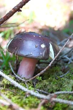 Russule Stock Photos