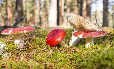 Russules in the forest Stock Photos