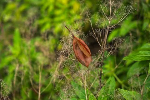 Rust brown leaf on dried wildflower stems in Madeira forest Stock Photos