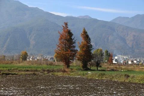 Rust-colored bald cypress in open farmland with mountains behind 스톡 사진