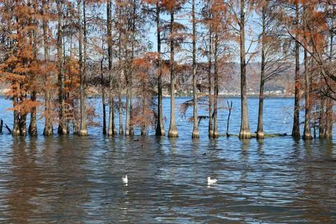 Rust-colored bald cypress standing in shallow lake water Foto stock