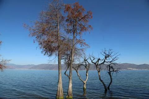 Rust-colored bald cypress standing in shallow lake water beside a water aerat 스톡 사진