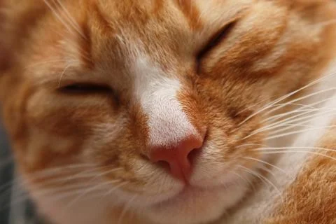 Rust colored cat Stock Photos