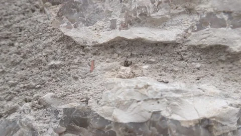 Rust-Colored Caterpillar Crawling on Ancient Stone Wall – Macro Nature Footage 스톡 동영상 310119771