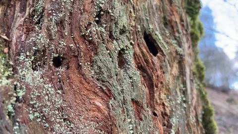 Rust coloured old rotting back and tree deep in the forest Stock Photos
