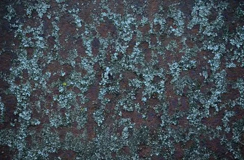 Rust Mold Texture Background 1 Foto stock