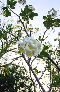 Rust resistant plumerias are an interesting humid tropical regions Stock Photos