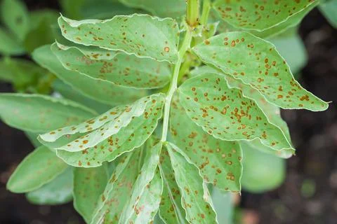 Rust spots on leaves, broad bean plants UK Stock Photos