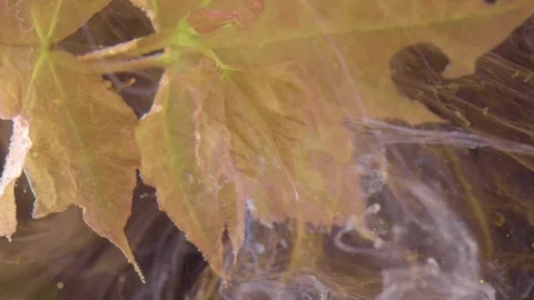 Rustcolored maple leaf submerged amid soft translucent veil of pigment Stock Footage 332413774