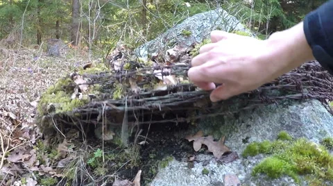 Rusted barbed wire in forest Stock Footage 68160988