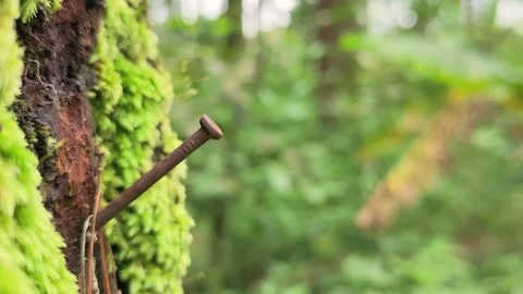 Rusted nails on tree in the garden Stock Footage 306745832